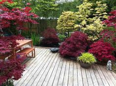 a wooden deck surrounded by colorful trees and shrubs in the middle of a garden area