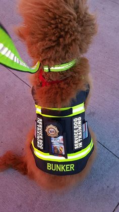 a poodle wearing a fireman's vest and reflective glasses is sitting on the sidewalk