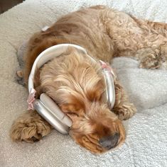 a brown dog laying on top of a bed with headphones around it's ears