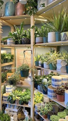 many potted plants on shelves in a store