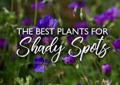 purple flowers with the words, the best plants for shady spots in front of them