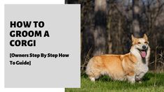 a corgi dog standing in the grass with its tongue out and text overlay how to groom a corgi