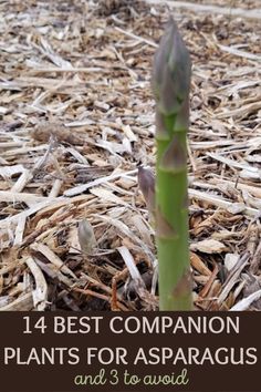 Ever wonder if you can plant anything else in your asparagus bed? Here are 14 companion plants for asparagus as well as some plants to avoid. Perennial Veggies, Asparagus Bed, Creeping Jenny, Rhubarb