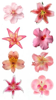 pink and yellow flowers are arranged in different shapes, sizes and colors on a white background