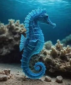 a blue sea horse standing on top of a sandy ocean floor next to some rocks