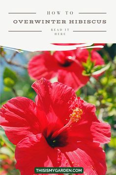 Up close image of two bright red hibiscus blooms with green foliage in the background. From thisismygarden.com. How To Keep A Hibiscus Over Winter, Indoor Hibiscus Plant Care, How To Over Winter Hibiscus, Over Wintering Hibiscus, Winterizing Plants Indoor, Hibiscus Tree Care, Hibiscus Care, Easy Garden Ideas Landscaping, Hibiscus Bush