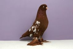 a brown and white bird sitting on top of a table next to a purple wall