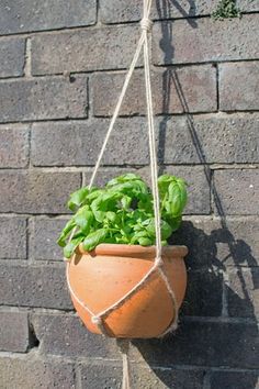 a potted plant hanging from a rope on the side of a brick wall with basil growing in it