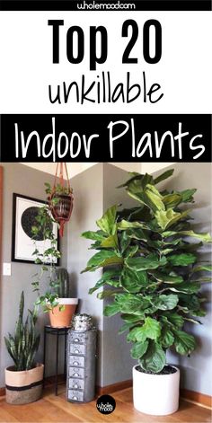 These are the best indoor plants for every home, especially if you tend to struggle with plant care! Whether you're looking for small, medium or epic, these are the top 20 ideas to inspire you. #indoorplants #plantdecor #lowlightplants #stylingwithplants #plantinspiration #interiordesign #easycareplants #bestindoorplants #sustainableliving #sustainabletrends #trends2020 #plantsforinteriors #biophilia Low Maintenance Indoor Plants, Indoor Plants Low Light, Easy House Plants, Safe House, Indoor Greenery, Household Plants, Inside House, Plant Care Houseplant, Plants Ideas