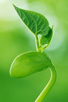 a green plant sprouting from the ground with leaves on it's stems