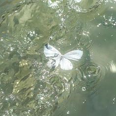 a white butterfly floating on top of water