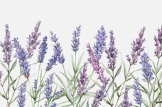 watercolor painting of lavender flowers on a white background