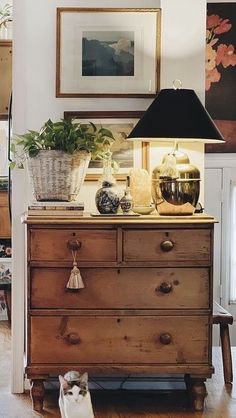 a cat is sitting on the floor in front of a dresser with potted plants