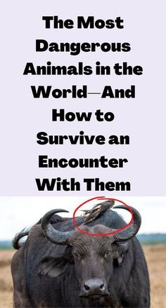 the most dangerous animals in the world and how to survive an encounter with them