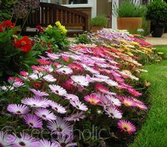 colorful flowers line the side of a house