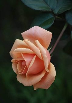 an orange rose with green leaves in the foreground and dark backround behind it