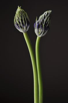 buds Plant Bud, Natural Curiosities, Flower Bud, Abstract Nature, Flower Beauty, Flowers Leaves, Amazing Flowers, Love Flowers, Nature Beauty