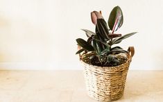 a plant in a wicker basket on a table