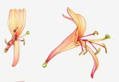 two drawings of flowers on a white background, one is orange and the other is pink