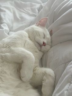 a white cat sleeping on top of a bed