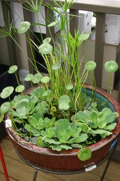 there is a potted plant with water lilies in it