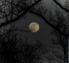 the moon is seen through some trees in the night sky, with no leaves on it