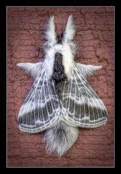 a moth is hanging on the wall with its wings spread out and it's eyes open