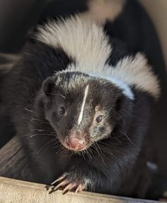 a small animal with white and black stripes on its face sitting in a wooden chair