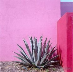 a plant in front of a pink wall