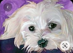 a painting of a white dog with brown eyes and long hair, on a purple background