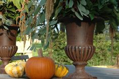 some pumpkins and gourds are sitting on a wooden table in front of potted plants