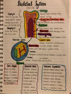 a notebook with an image of the skeletal system and its corresponding parts labeled in it