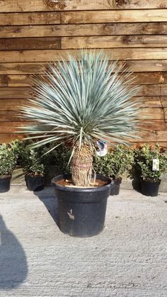 a small blue plant in a black pot