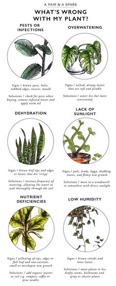 the different types of plants that are in each planter's houseplant