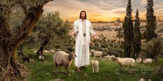 a man standing in front of a herd of sheep