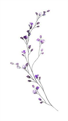 purple flowers are shown against a white background