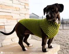 a black dog wearing a green sweater on top of a stone step next to a brick wall