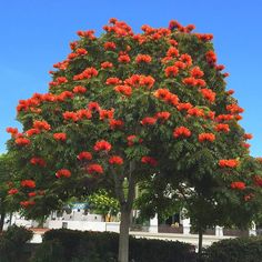 a tree with red flowers in the middle of a park