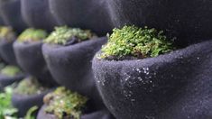 moss growing on the back of black tires