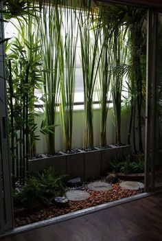 an indoor garden with bamboo trees and rocks