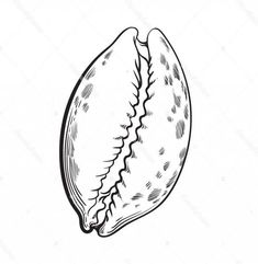 a drawing of a nut shell on a white background stock photo and royalty illustration image