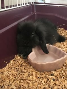 a black bunny eating food out of a bowl