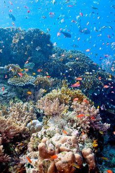 a large group of fish swimming over a coral reef