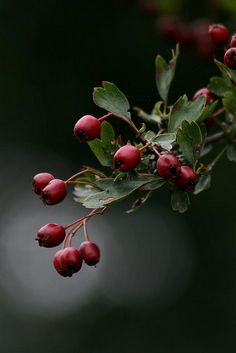 some red berries hanging from a tree branch