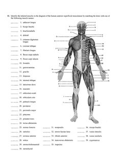 an image of the human body with labels