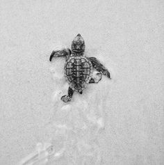 a baby sea turtle crawling in the sand