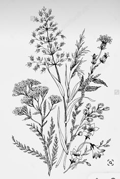 black and white drawing of wildflowers on a white background stock photo edit now