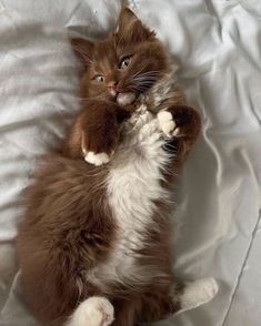 a brown and white cat is laying on its back with it's paws in the air