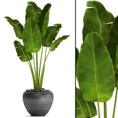 a plant in a black vase next to a green plant with long, thin leaves