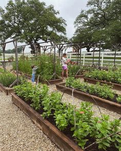 two children are standing in the middle of a garden with raised beds full of plants